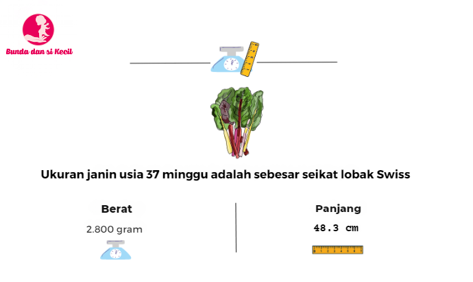 hamil 37 minggu, perkembangan janin, persiapan melahirkan, kesehatan ibu hamil, Bunda, si Kecil, Ibu Hamil